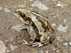 Incilius luetkenii