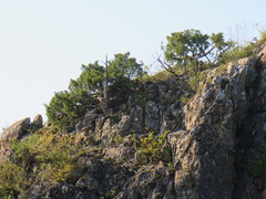 Juniperus rigida