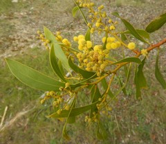 Acacia pycnantha