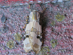 Halysidota donahuei