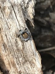 Maratus albus