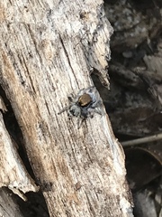 Maratus albus