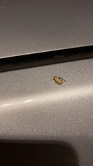 Negosiana