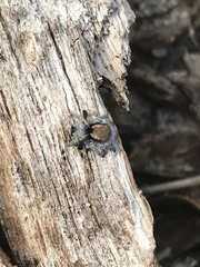 Maratus albus