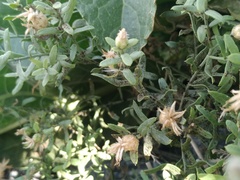 Puccinia acroptili