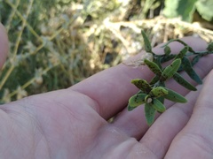 Puccinia acroptili