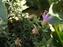 Puccinia acroptili