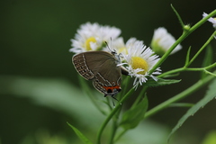 Satyrium inflammata