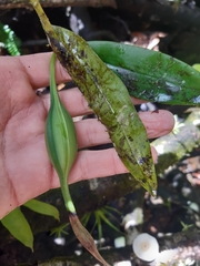 Epidendrum angustilobum
