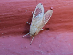 Bertholdia