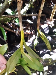 Epidendrum angustilobum