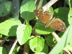 Anthanassa atronia