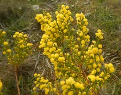 Acacia acinacea