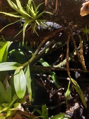 Epidendrum angustilobum