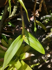 Epidendrum angustilobum