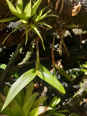 Epidendrum angustilobum