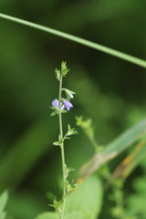 Veronica laxa