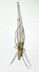 Tetragnatha versicolor