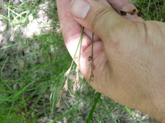 Carex reniformis