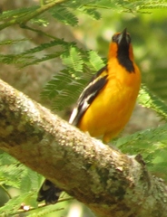Icterus gularis