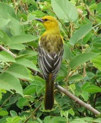 Icterus pectoralis
