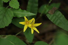 Lysimachia christiniae