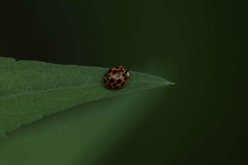 Asian Lady Beetle