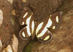 Baeotis zonata