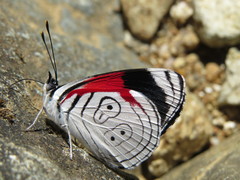 Diaethria anna