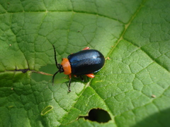 Oedionychina