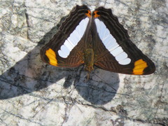 Adelpha iphicleola iphicleola