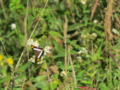 Adelpha iphicleola iphicleola