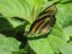 Eresia phillyra phillyra