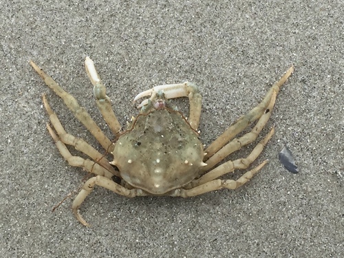 Libinia dubia