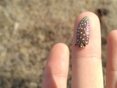 Julodis variolaris