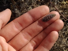 Julodis variolaris