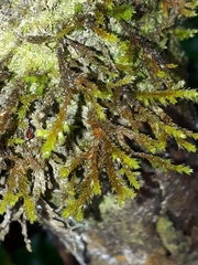 Cryphaea chlorophyllosa