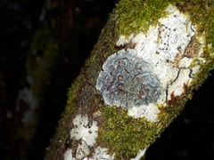 Coccocarpia erythroxyli