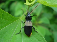 Chauliognathus tripartitus