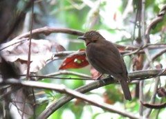 Schiffornis stenorhyncha