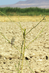 Emberiza melanocephala