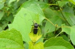 Chauliognathus tripartitus