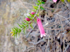 Epacris reclinata