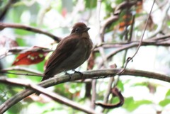 Schiffornis stenorhyncha