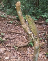 Lyriocephalus scutatus