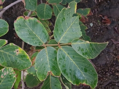 Lonchocarpus costaricensis