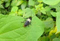 Chauliognathus tripartitus