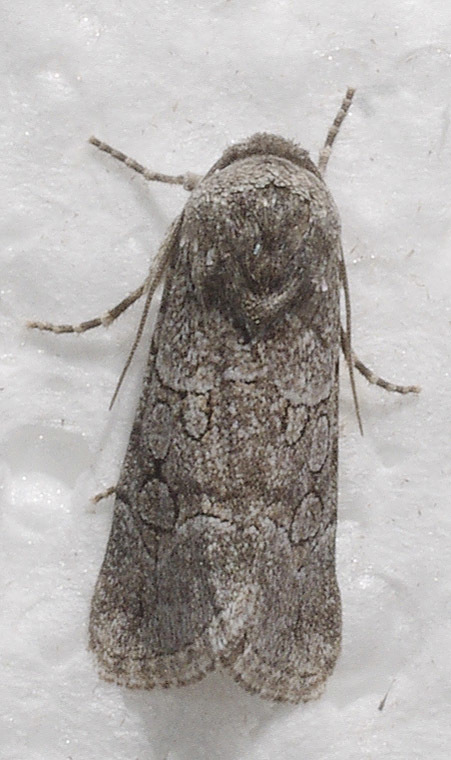 Sympistis sectilis