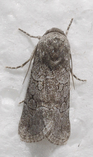 Sympistis sectilis · iNaturalist Mexico