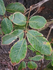 Lonchocarpus costaricensis